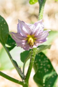 Picture of eggplant blossom.