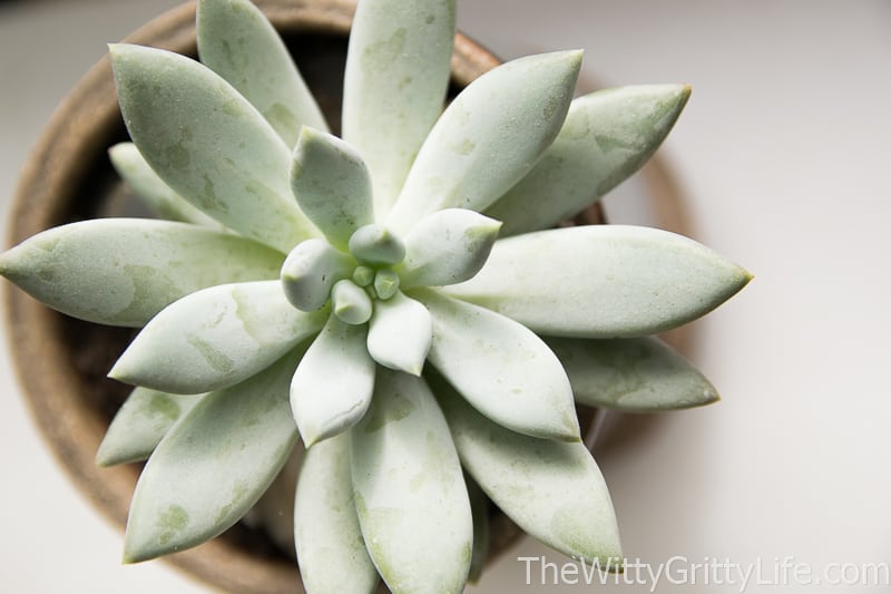 picture showing a succulent plant photographed from above