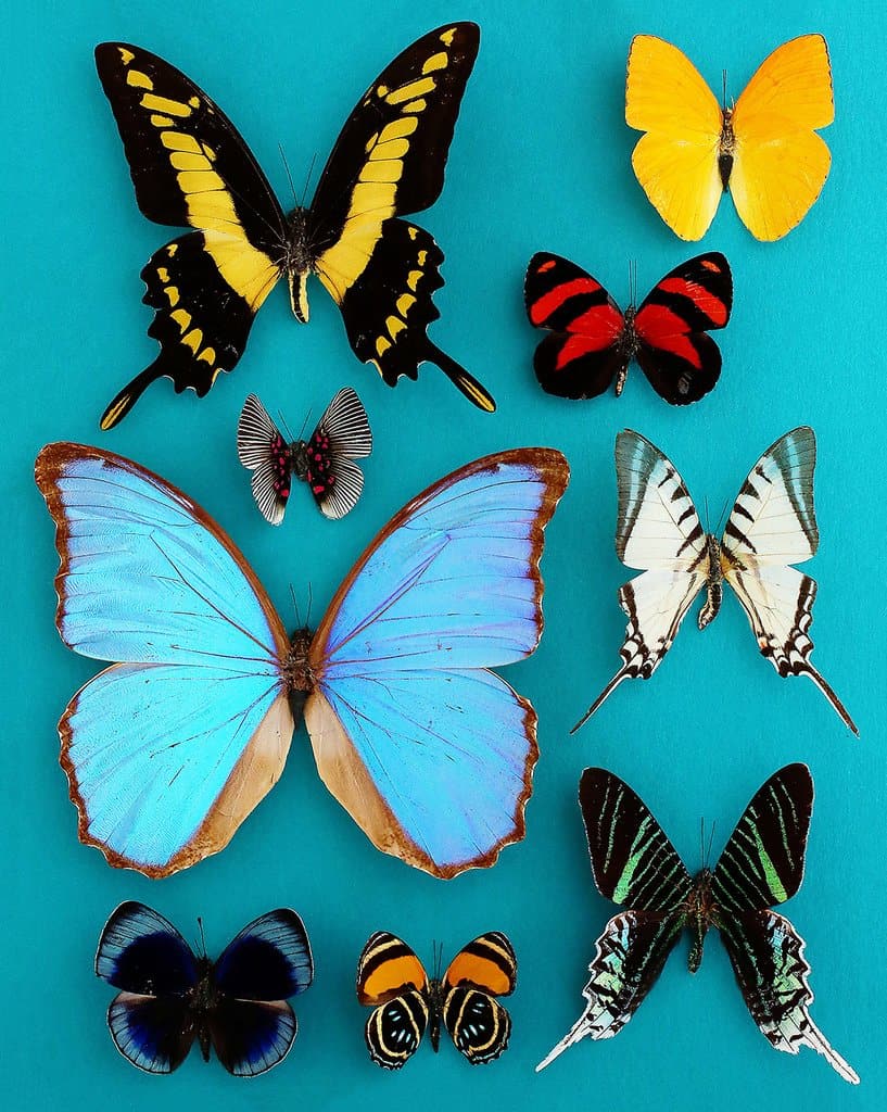 picture of various butterflies