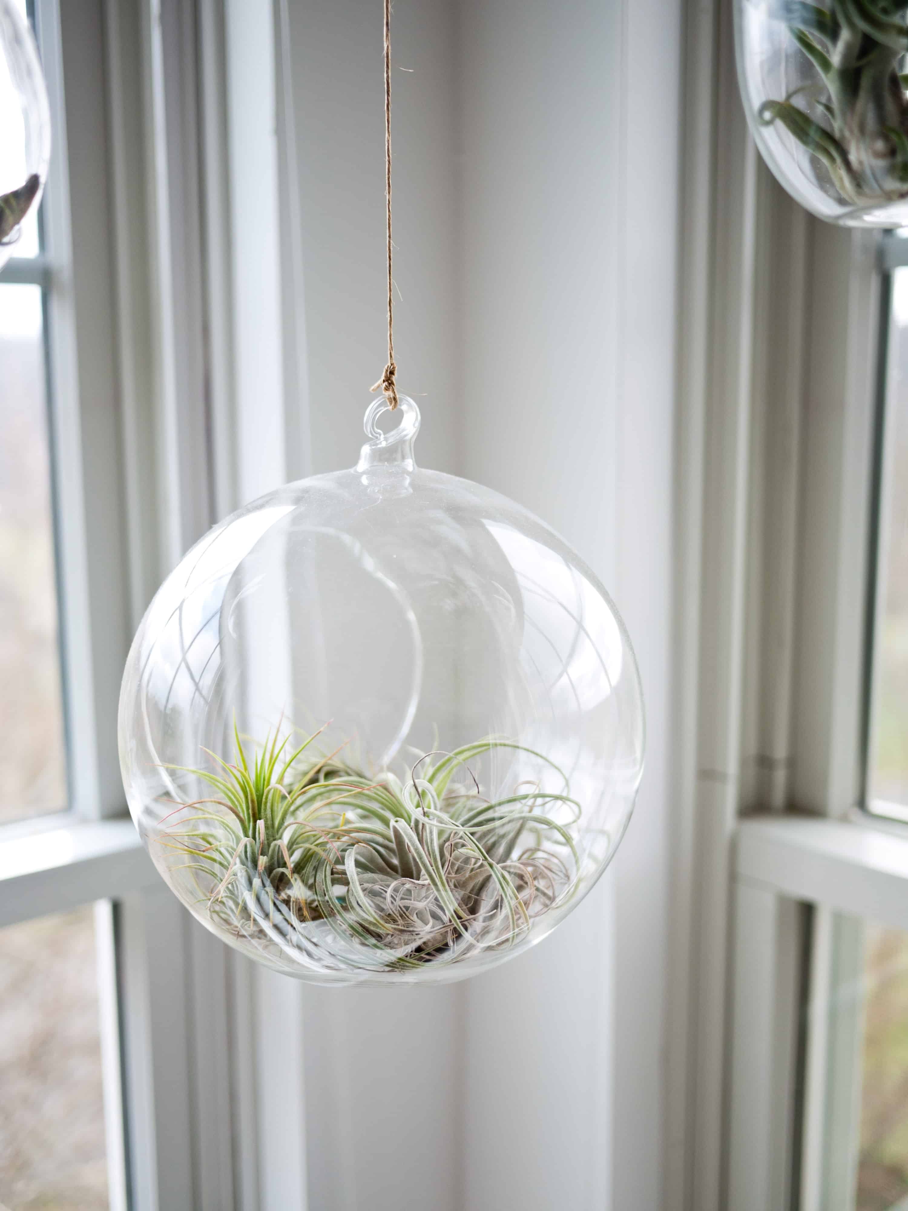 hanging glass globe with air plants 