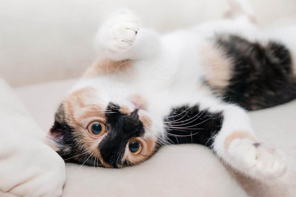 happy and playful calico cat