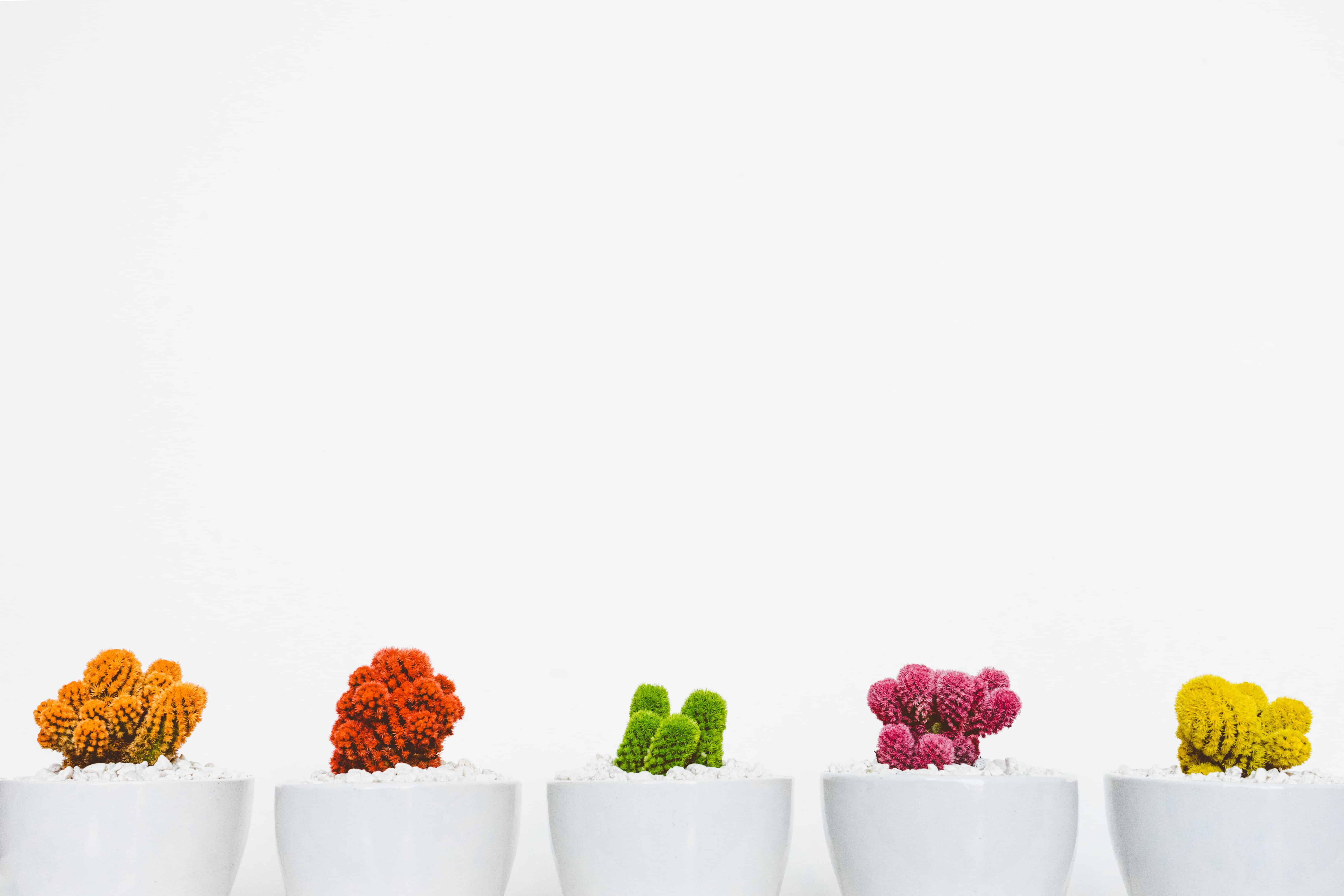 row of cactus plants in various colors