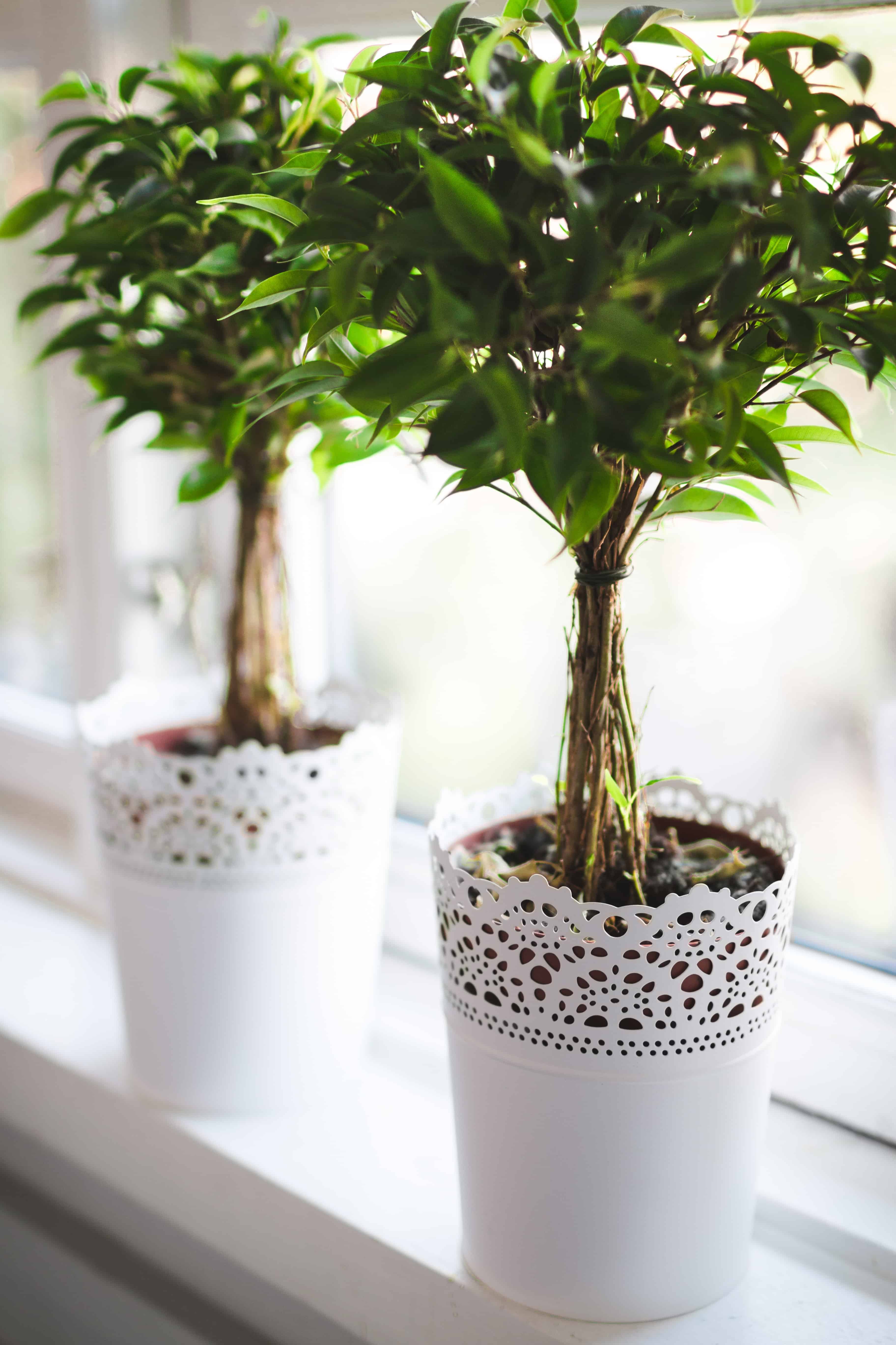 two small ficus trees in white lace planters