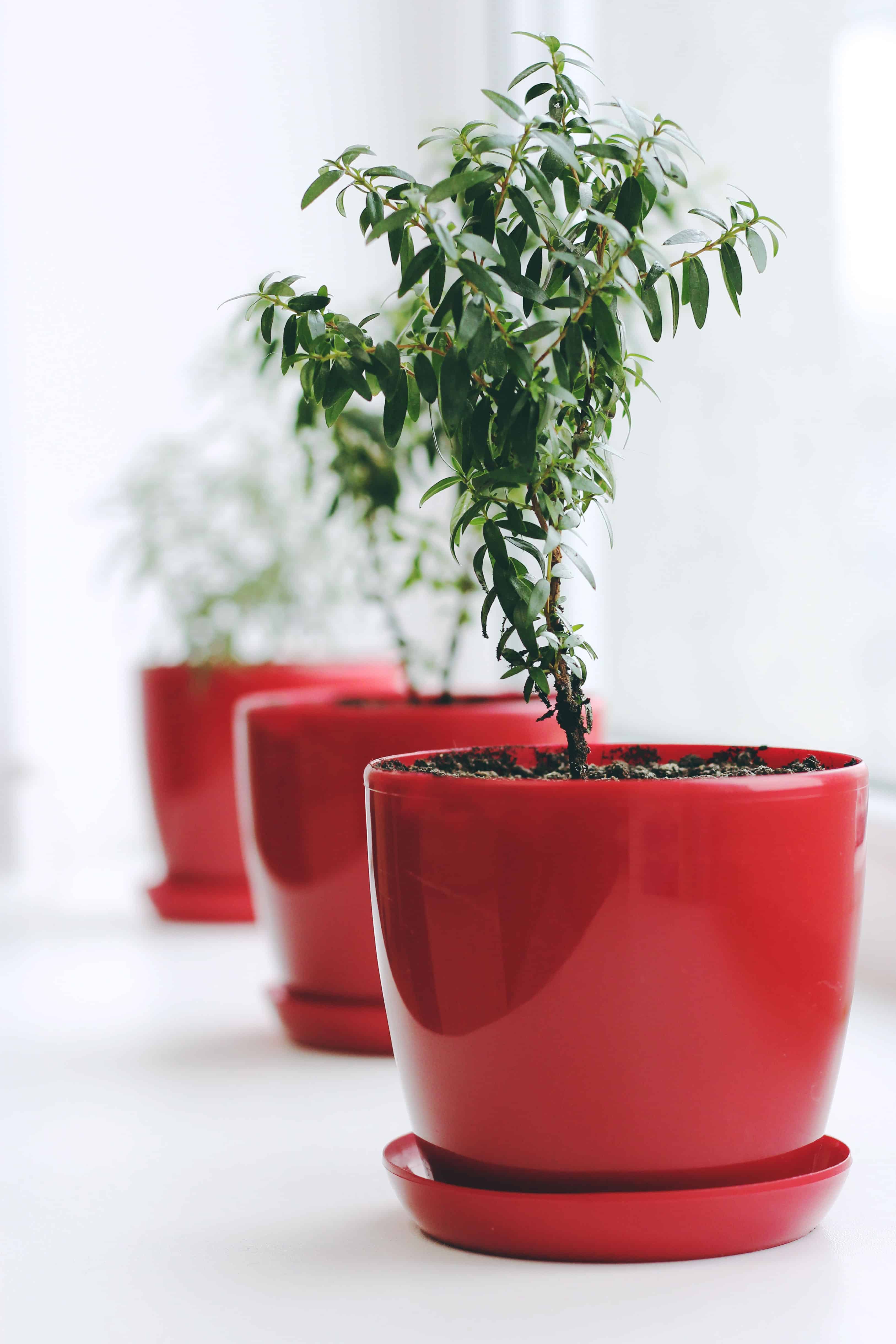 row of small trees in red planters