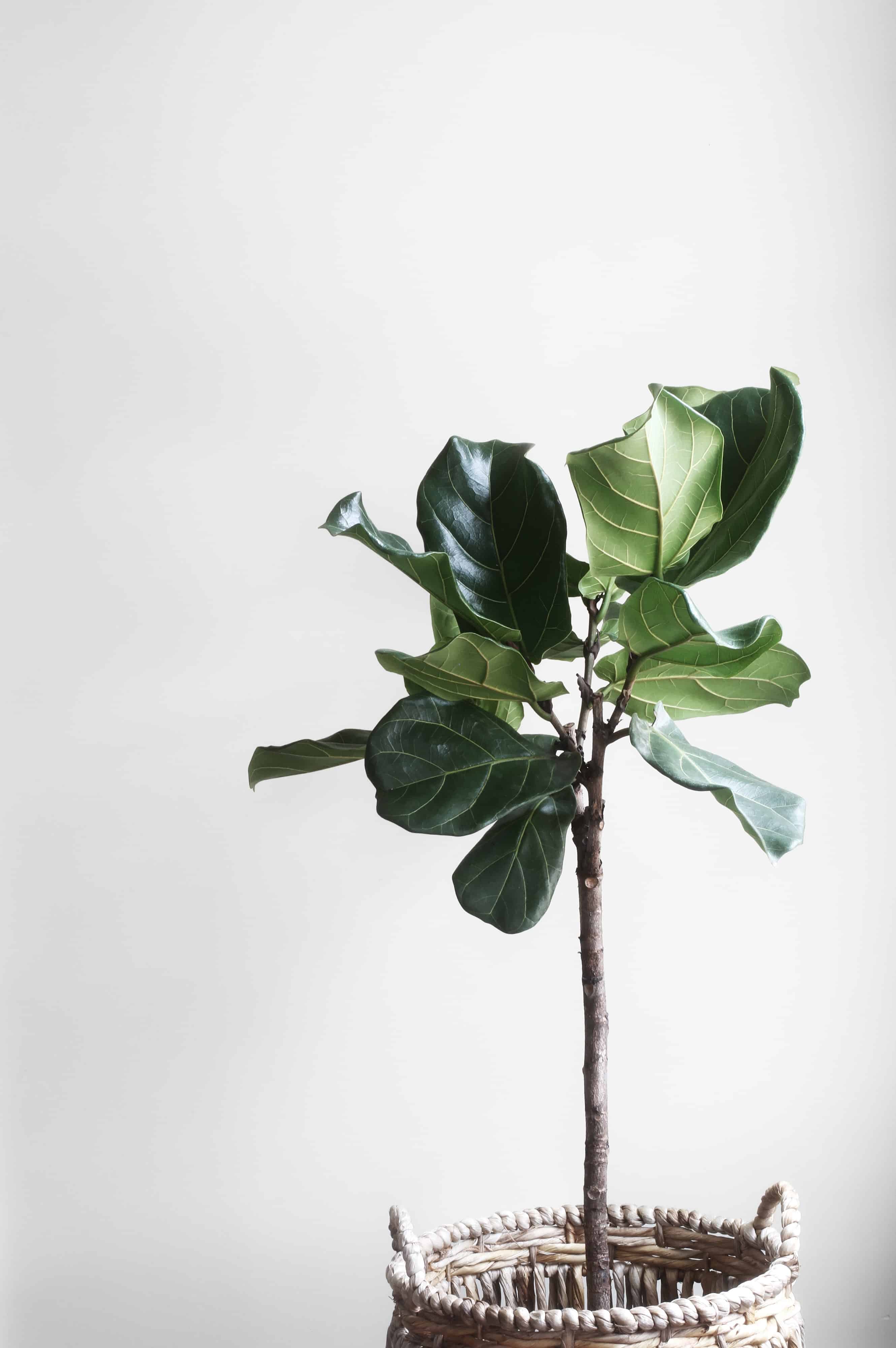 tall fiddle leaf fern in a basket