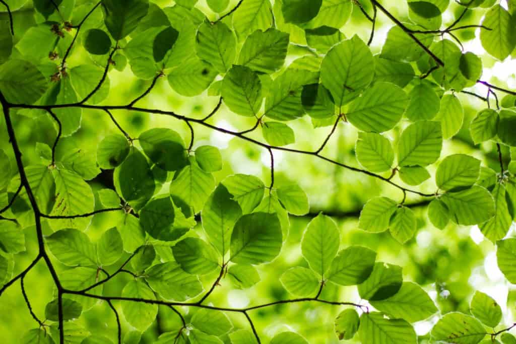 beech tree canopy