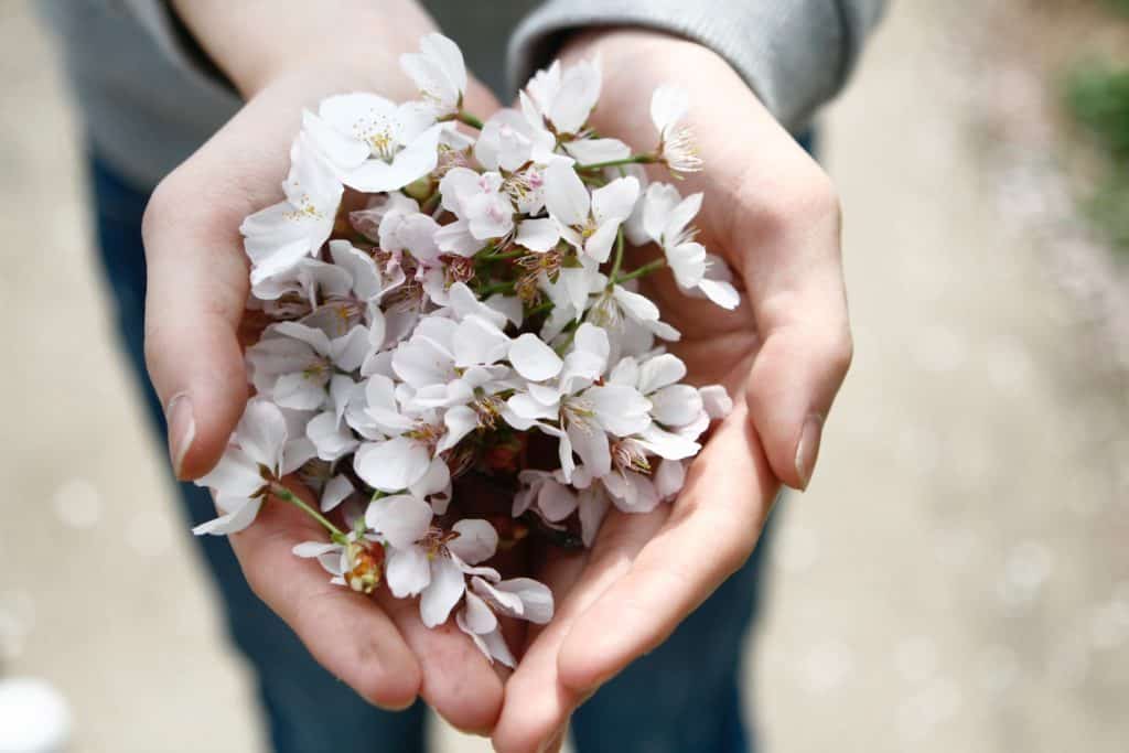 a handfull of cherry blossoms