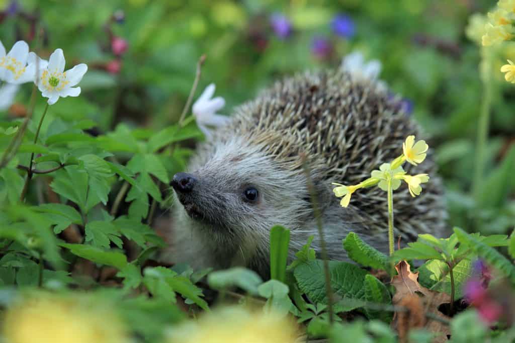 happy hedgehog