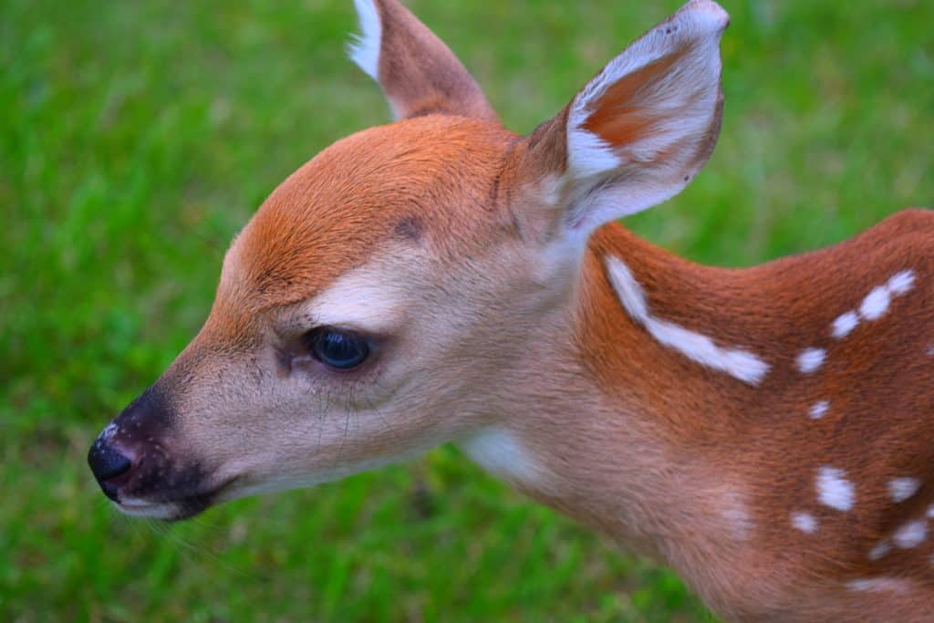 fawn