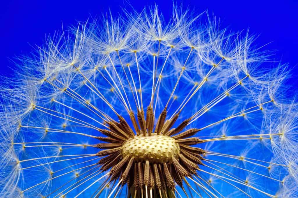 Dandelion seeds ready to fly!