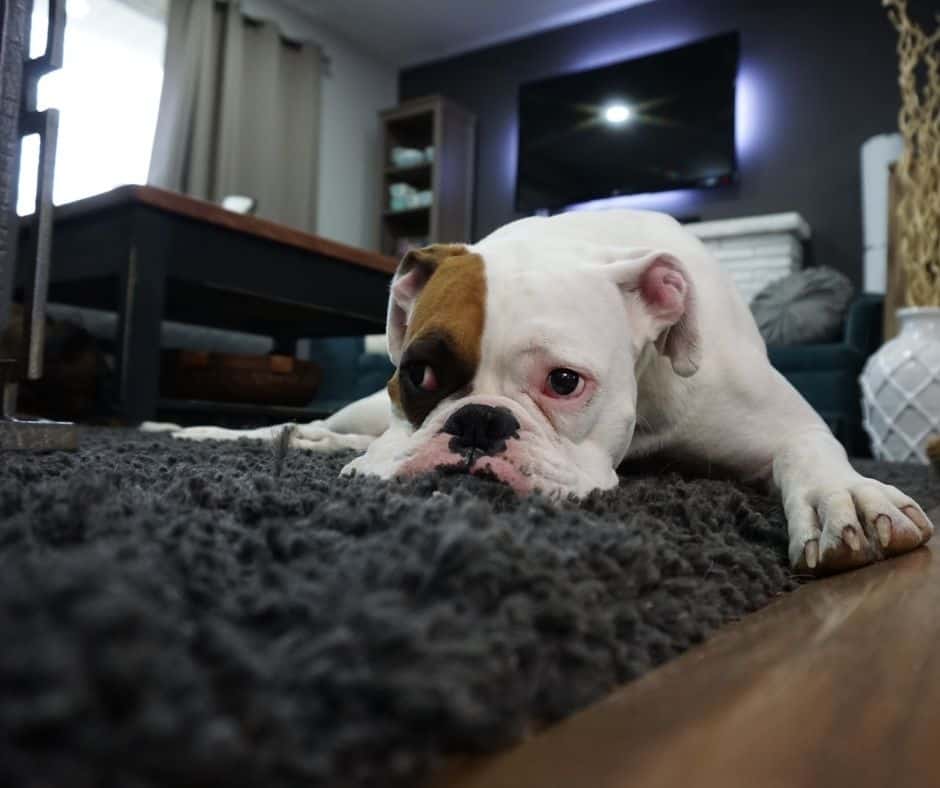puppy on plush rug