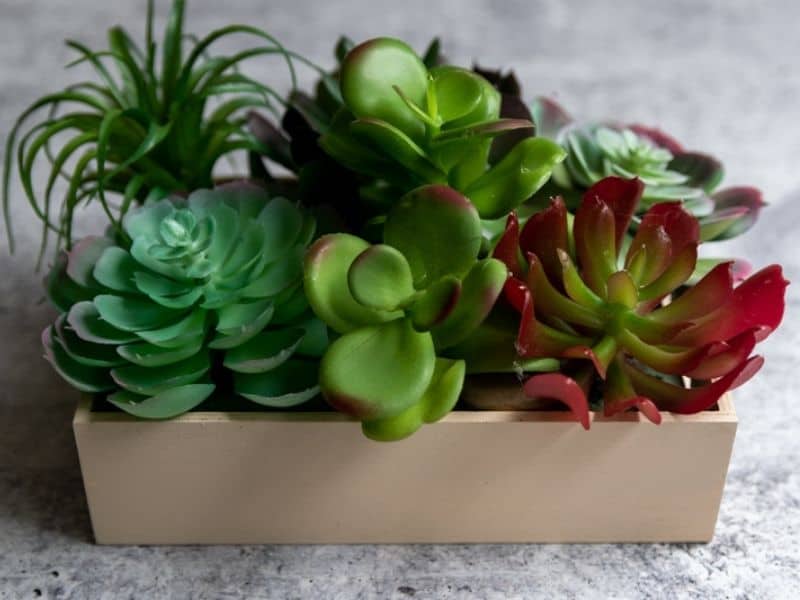 wood tray with succulent plants