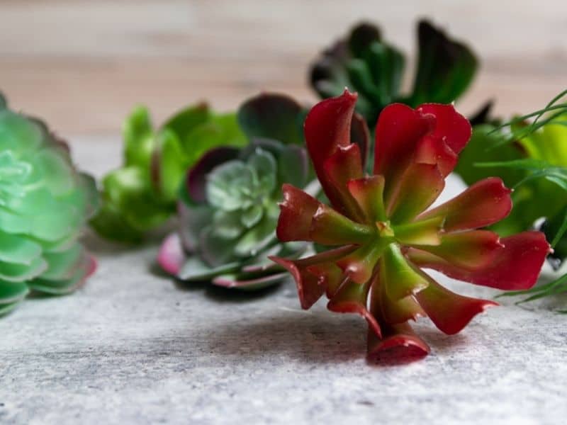 faux succulent plants in various colors and shapes