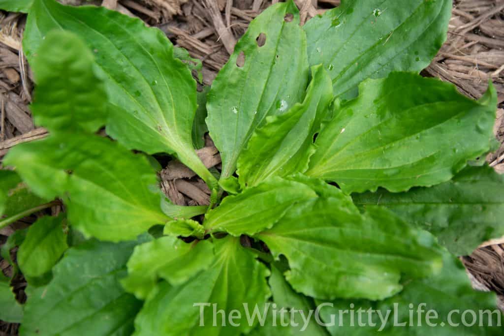 plantain leaf plant