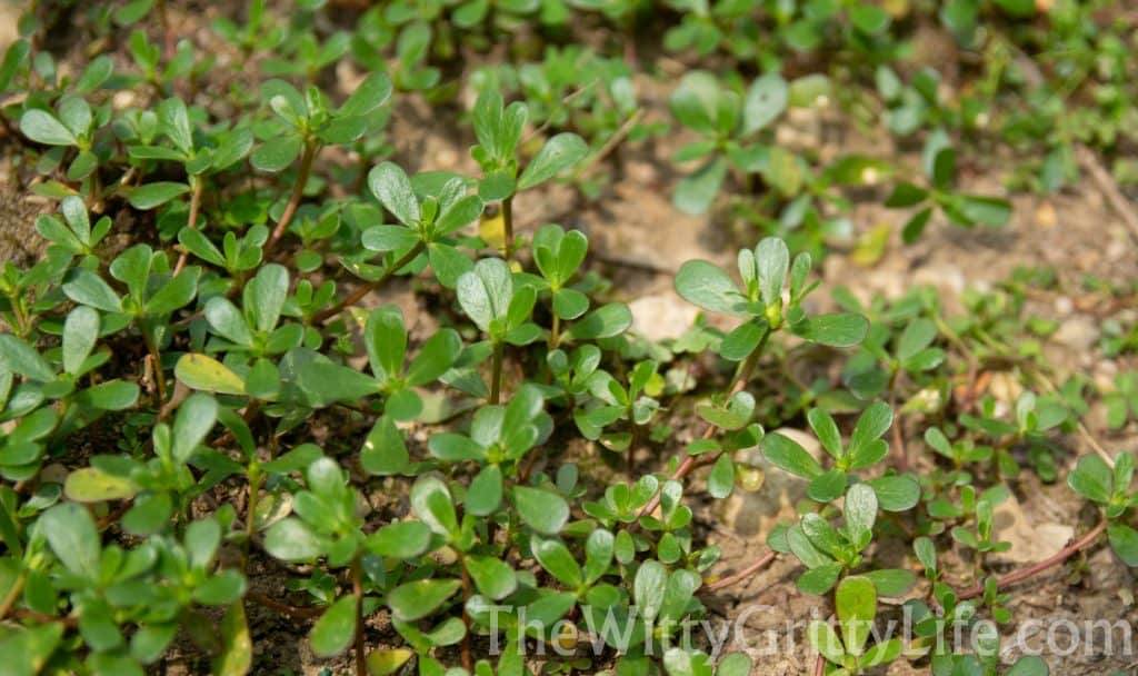 patch of purslane