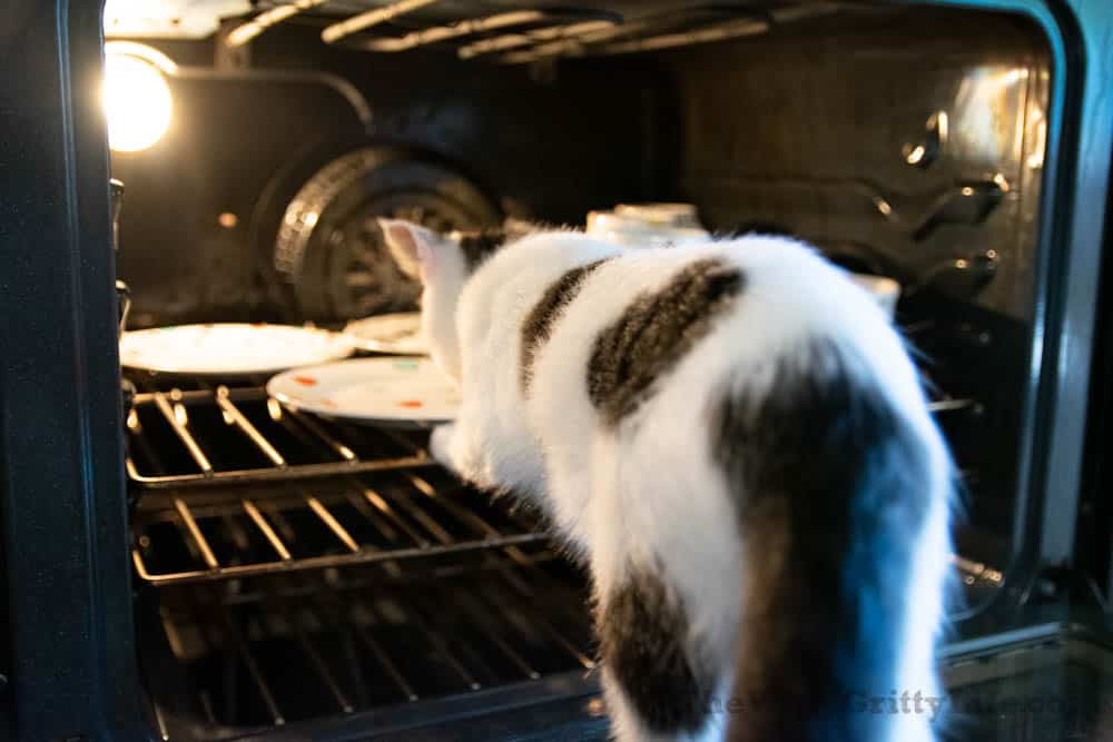 cat trying to get into oven with dishes