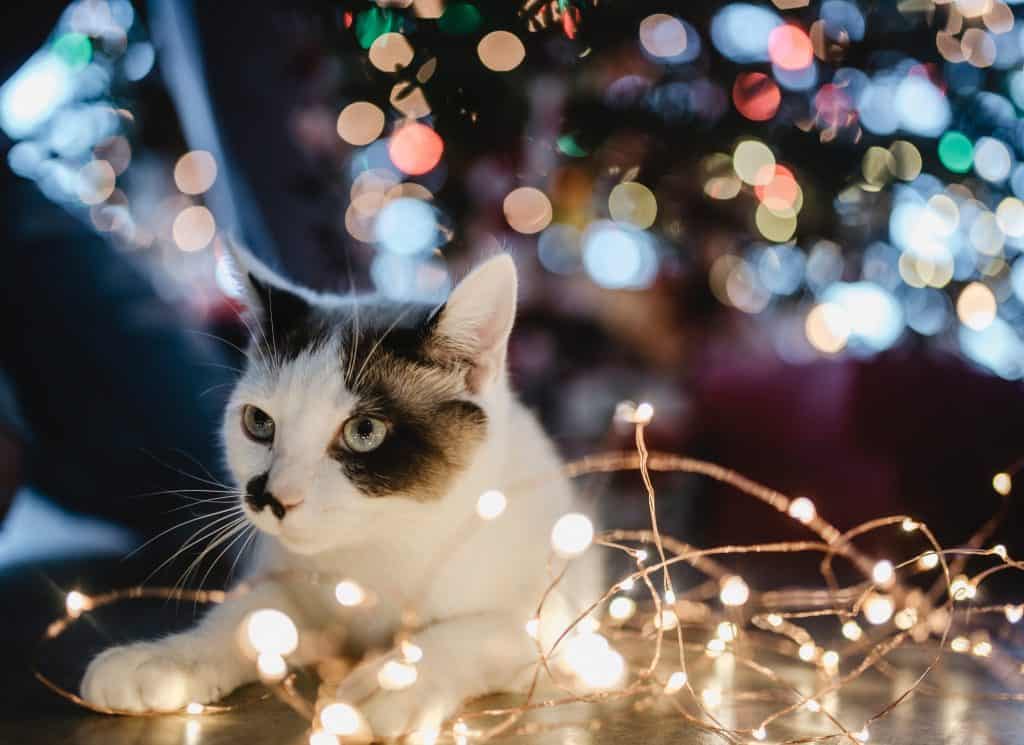 cat with christmas lights for safe christmas