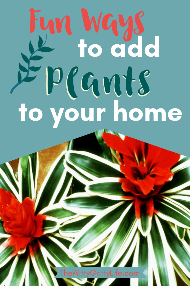 add plants to your home, image featuring brightly colored house plants