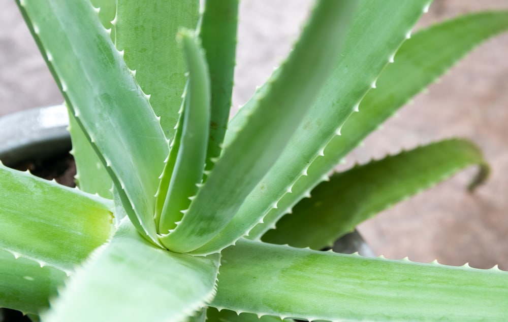 aloe vera plant