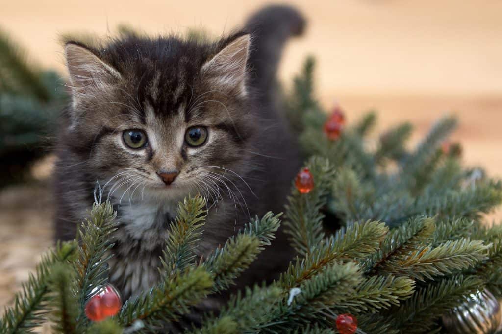 how to have a merry and safe christmas kitten