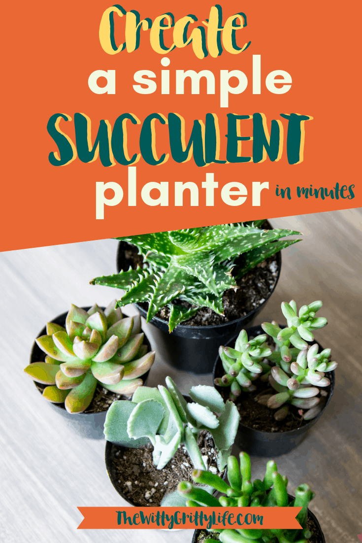 Succulents are an easy way to get creative with indoor gardening. Turn that fun ceramic planter you found at the thrift store into unique living DIY decor item you can be proud of! Planting succulents is a quick and easy way to add even more personality to your spaces, inside your home or outdoor!