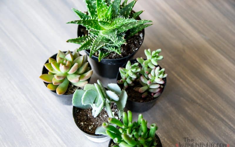 Various plants for a simple succulent planter