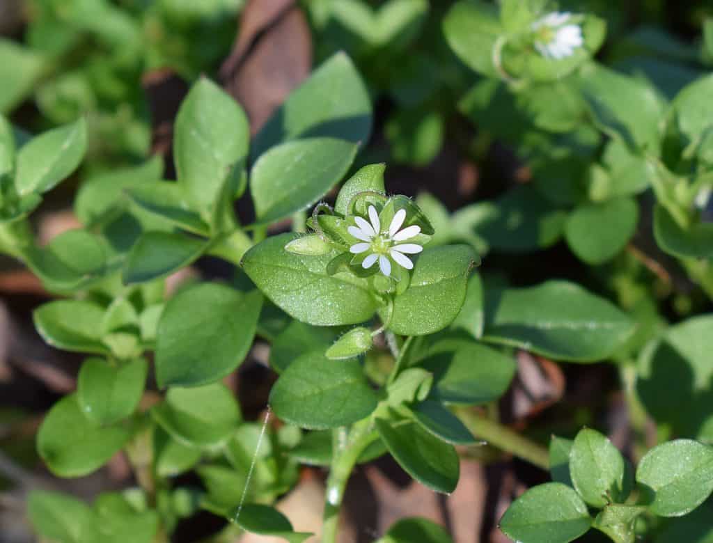 picture of chickweed plant with flower